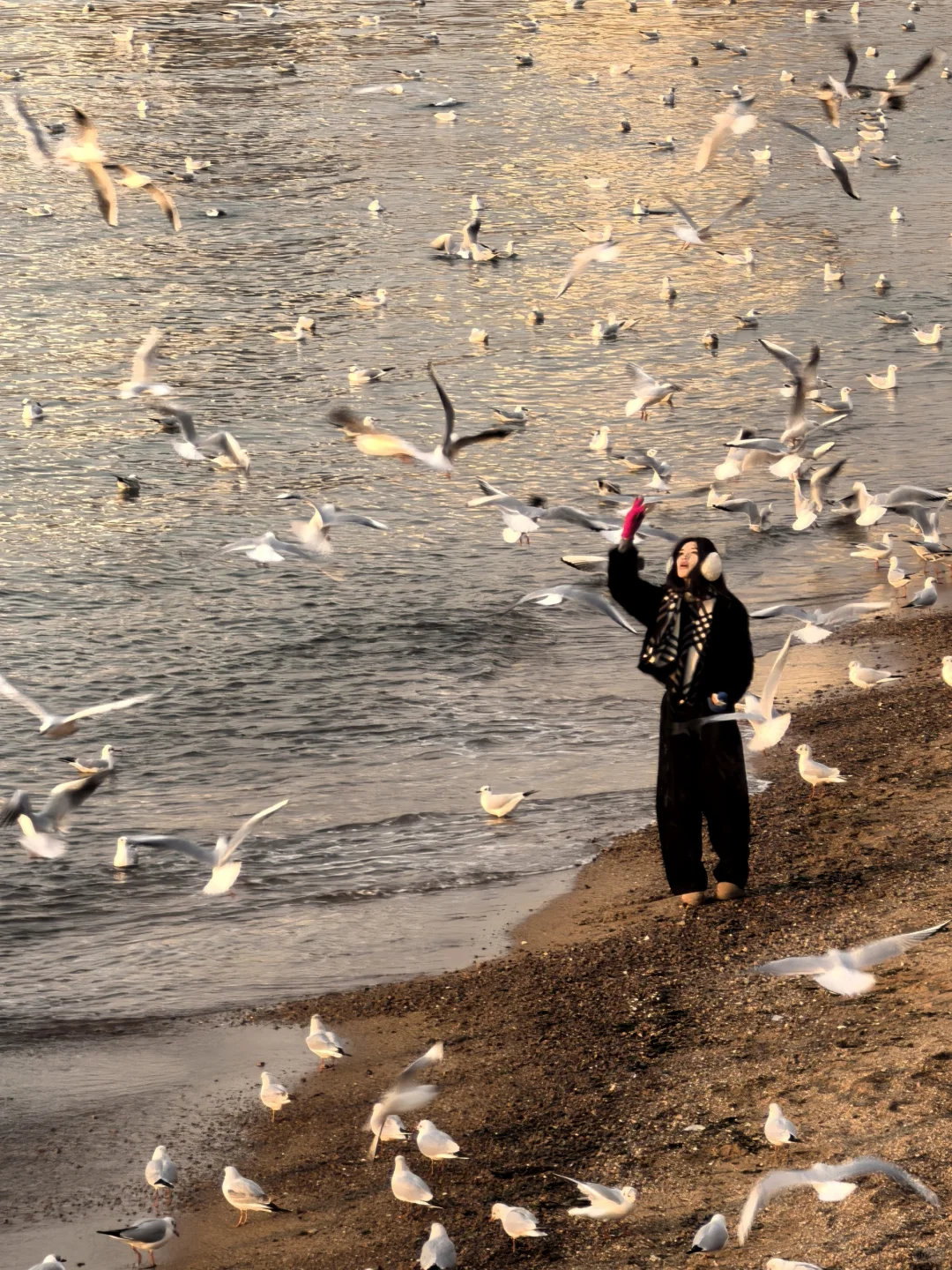 12.20青岛栈桥海鸥 与海鸥逗趣的方式有很多