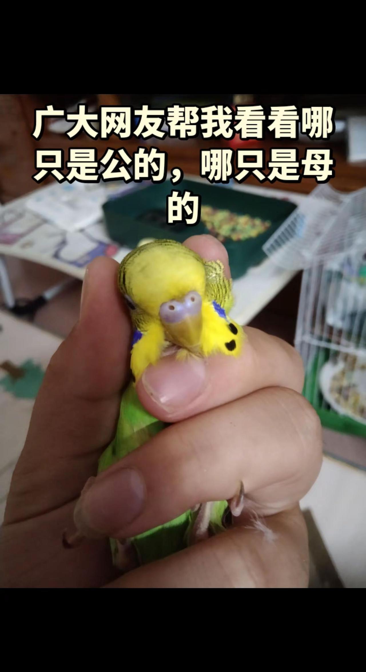 帮我看看哪只是公的，哪只是母的。鹦鹉在干嘛 广大网友，能不能帮我看看哪只是公的，