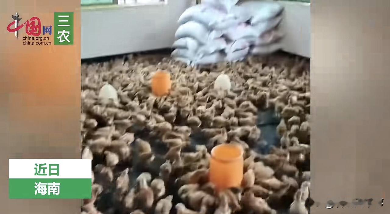 这真是家养鸡啊！海南，由于台风“摩羯”登陆，一养殖户将上万只鸡转移到家里避风，整