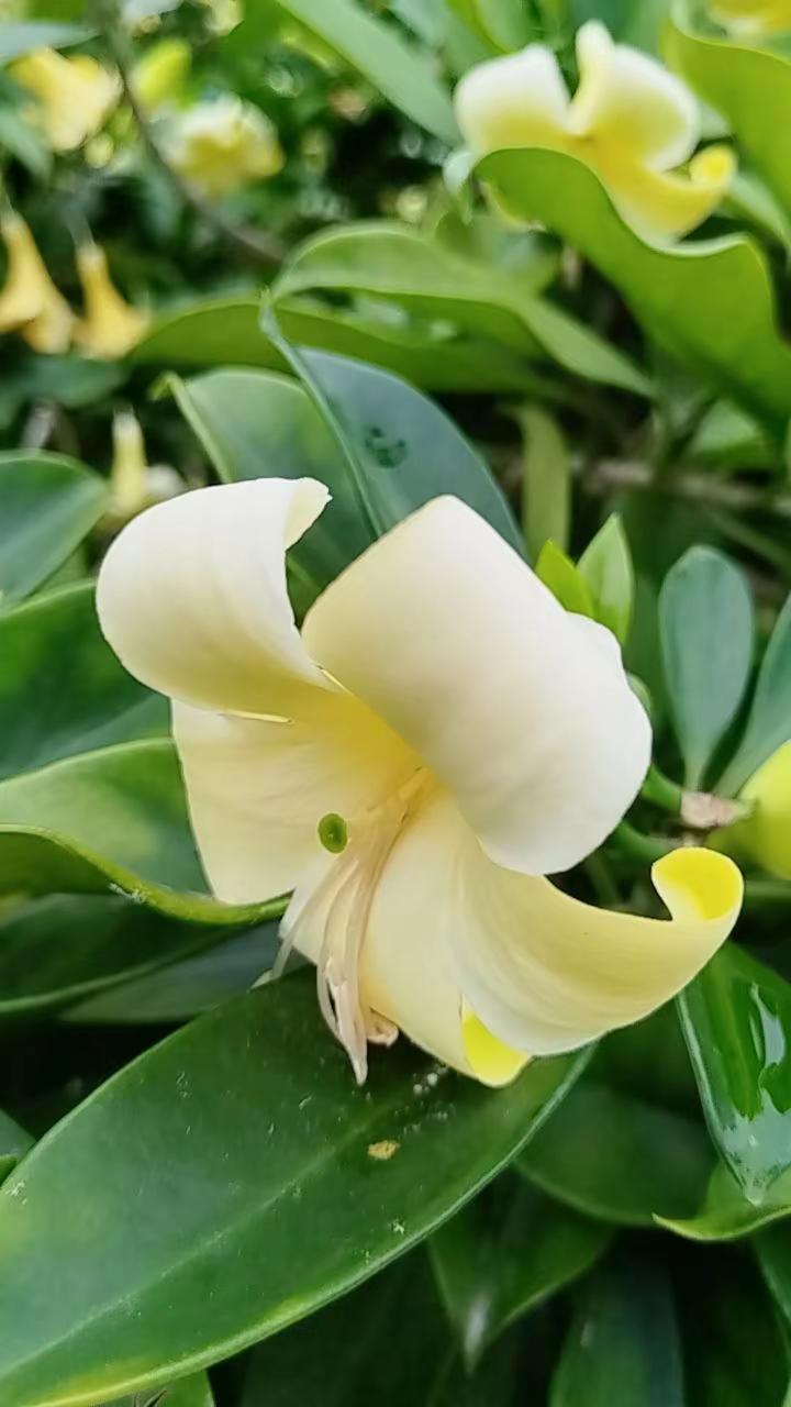 治愈的花和朵。