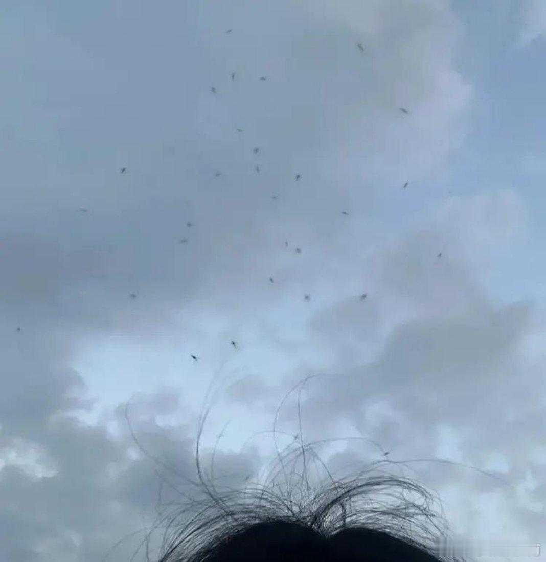 怪不得虫子总围着头顶飞，世界真奇妙，只是不知道：夏天头顶总绕小飞虫，压根不是盯人