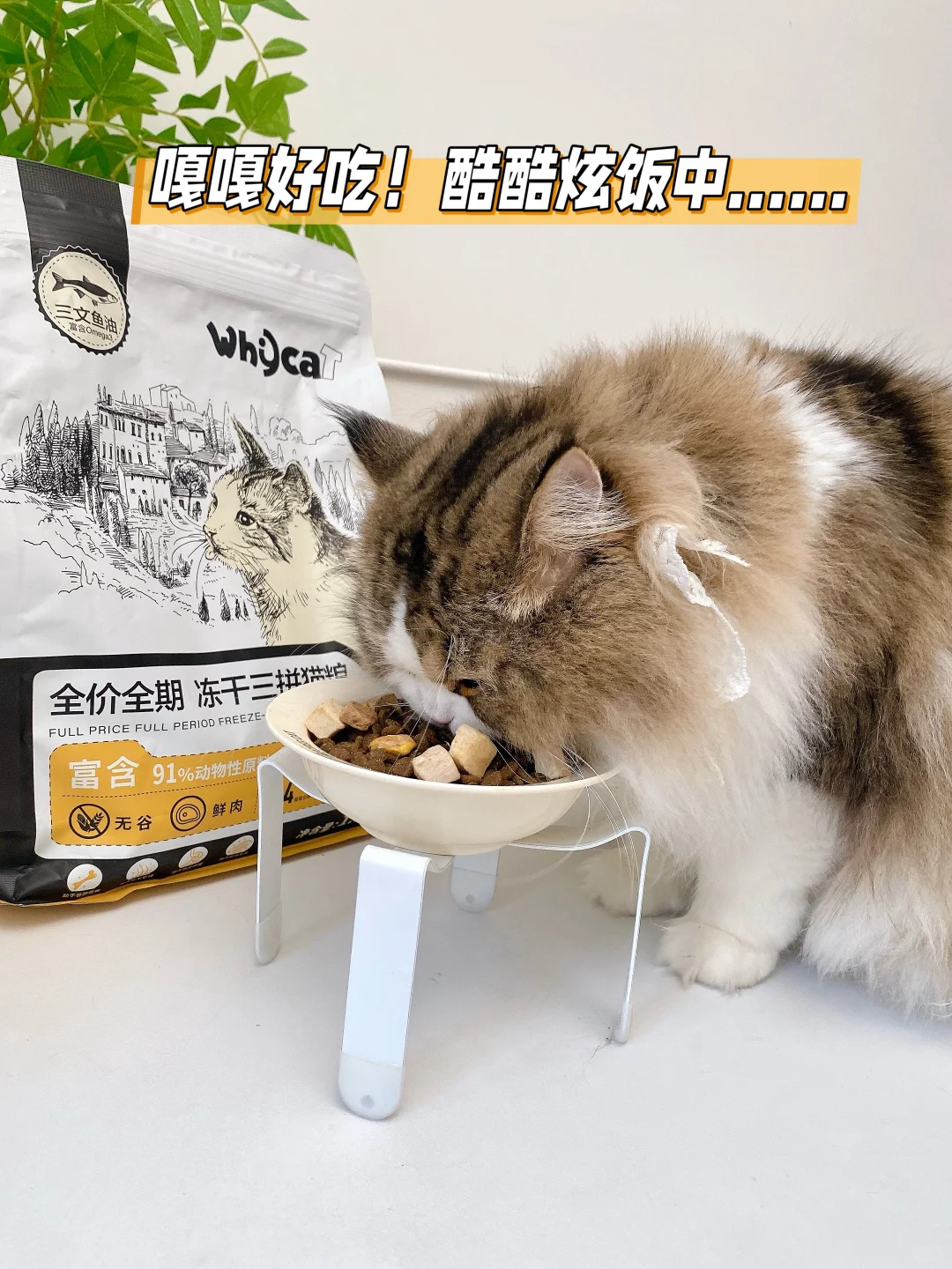轻松养出小猪咪~可真有你的啊whycat