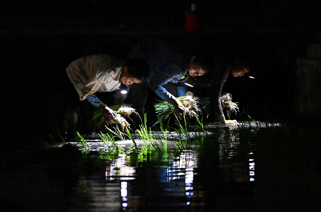 白天的烈日让人难受，但对水稻来说，真正危险的，往往是夜晚。在有充足灌溉的情况下，