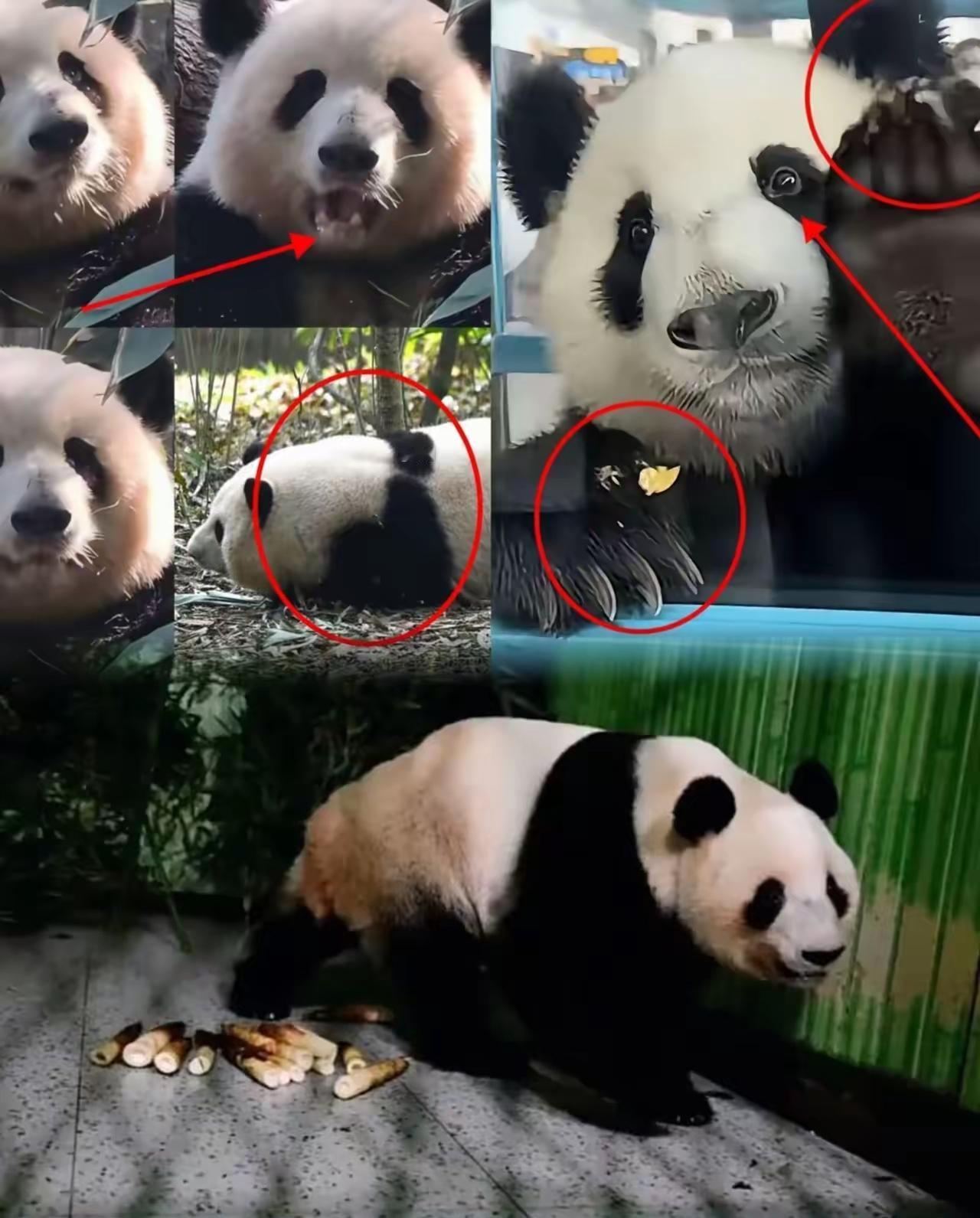 有些事情我们不说
 
日本人永远不可能知道
 
他们一直以为熊猫是高冷的动物，没