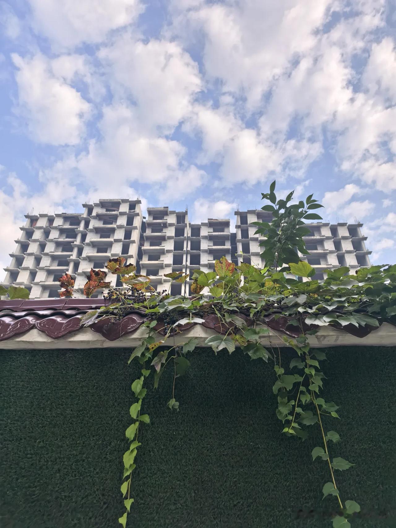 上班路上，在建华路上一个废弃的楼盘围墙上偶遇一丛野生葡萄，一串串挂在墙头，看着已