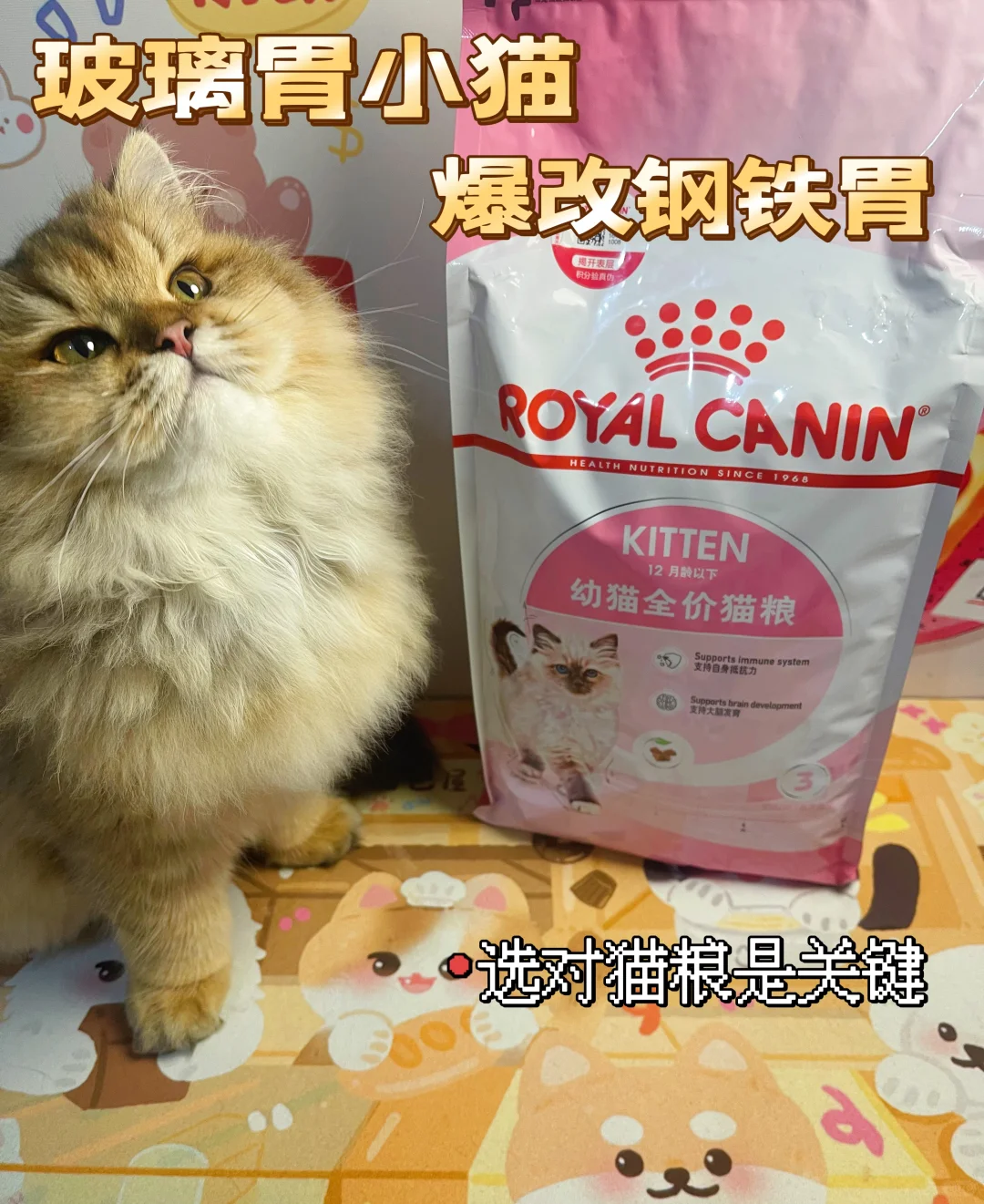 家有肠胃敏感小猫｜猫粮怎么选？