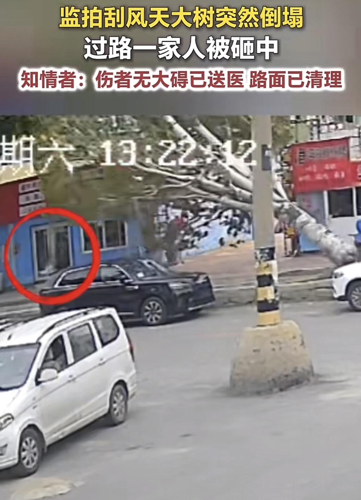 山东烟台，人在路上走，树从天上降，不幸中的万幸，砸到人的是树的梢枝，人没有大碍！