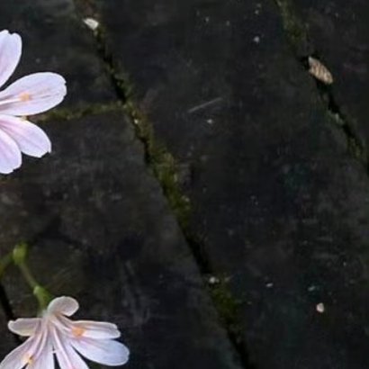 每日一善 流言蜚语挡不住你的锋芒，千军万马护你乘风破浪。当初不因盛名而来，今后亦