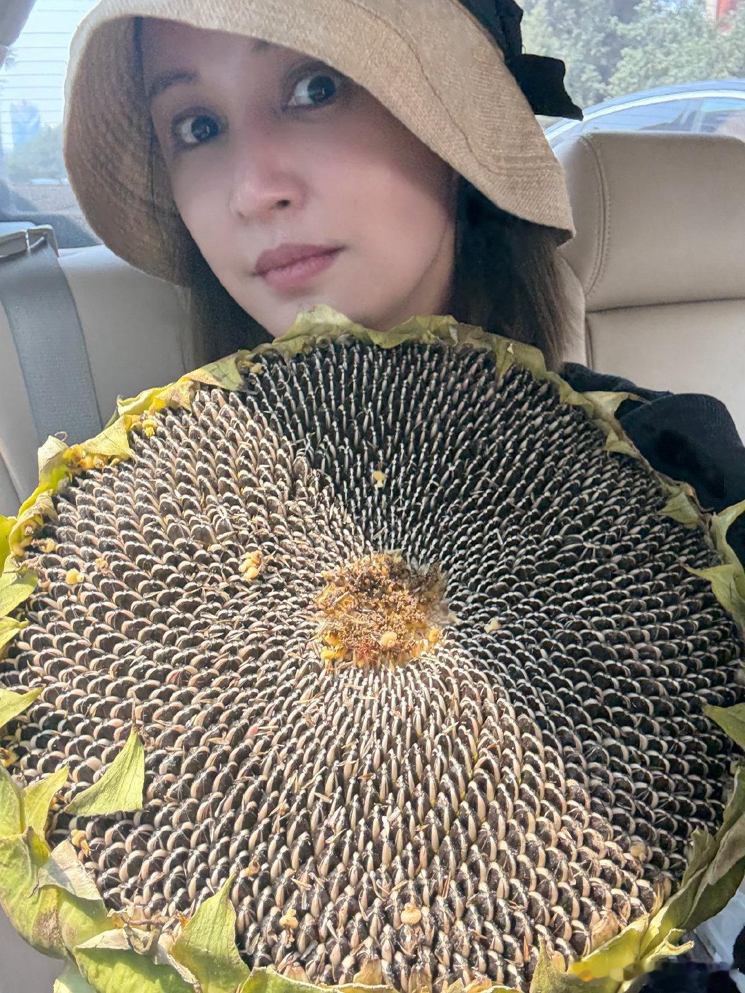 袁弘给张歆艺买向日葵花盘追剧张歆艺回赠袁弘一颗爱心张歆艺随口一句追剧嗑瓜子，袁弘