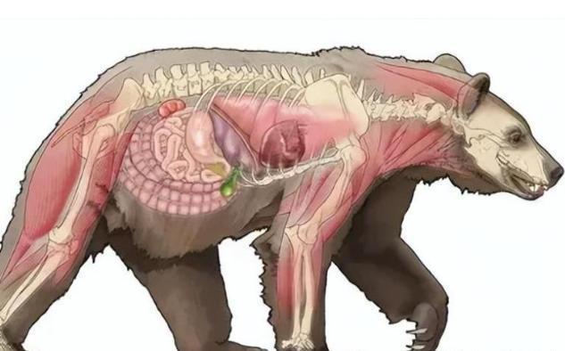 1985年，毒贩桑顿飞机失事，1500万美元的可卡因掉进森林，然后，一只黑熊把它