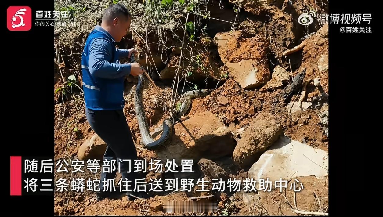 50多斤巨莽现身安溪一工地现在生态环境太好了，乡下很多野生动物都泛滥成灾了