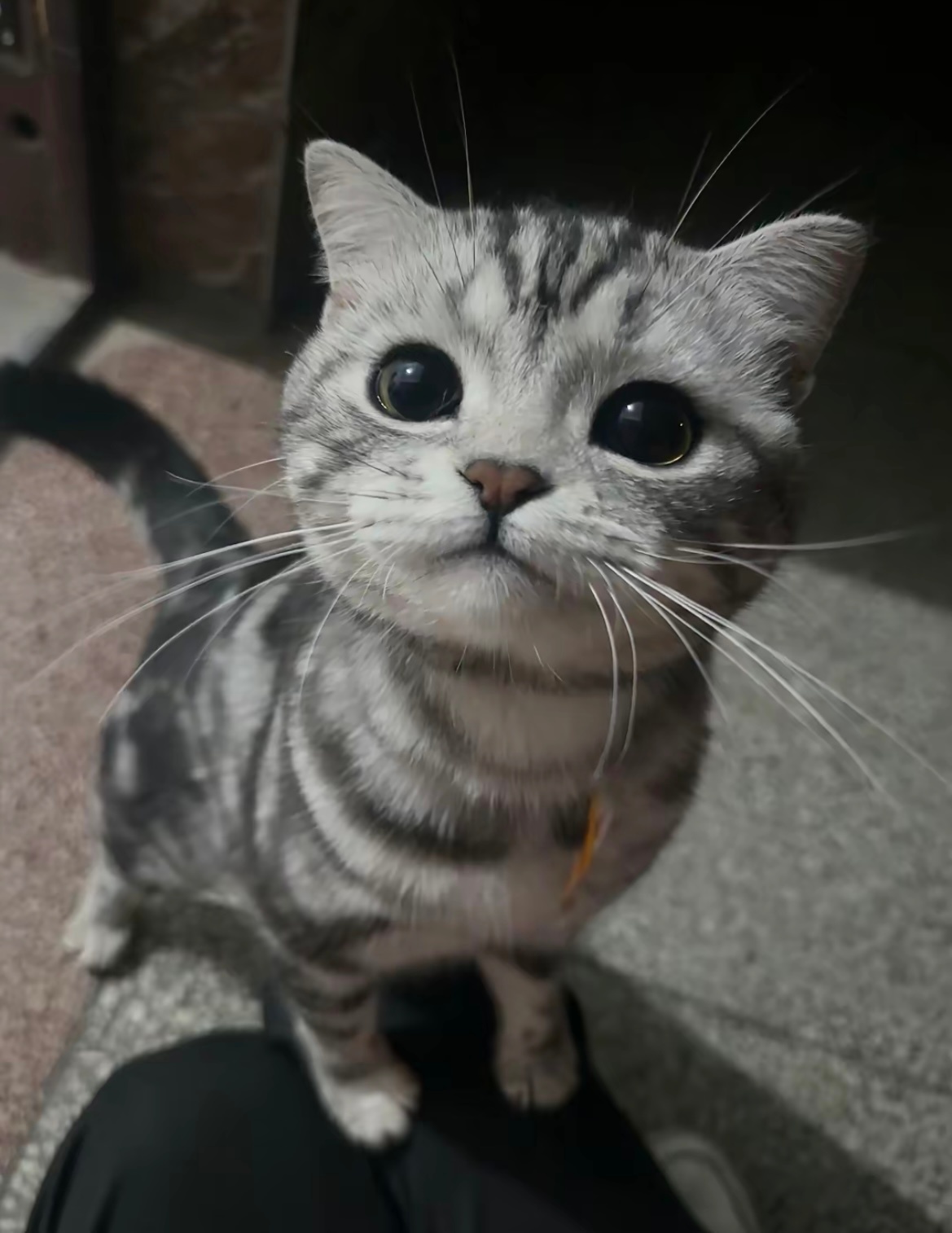我从未见过如此可爱的猫咪