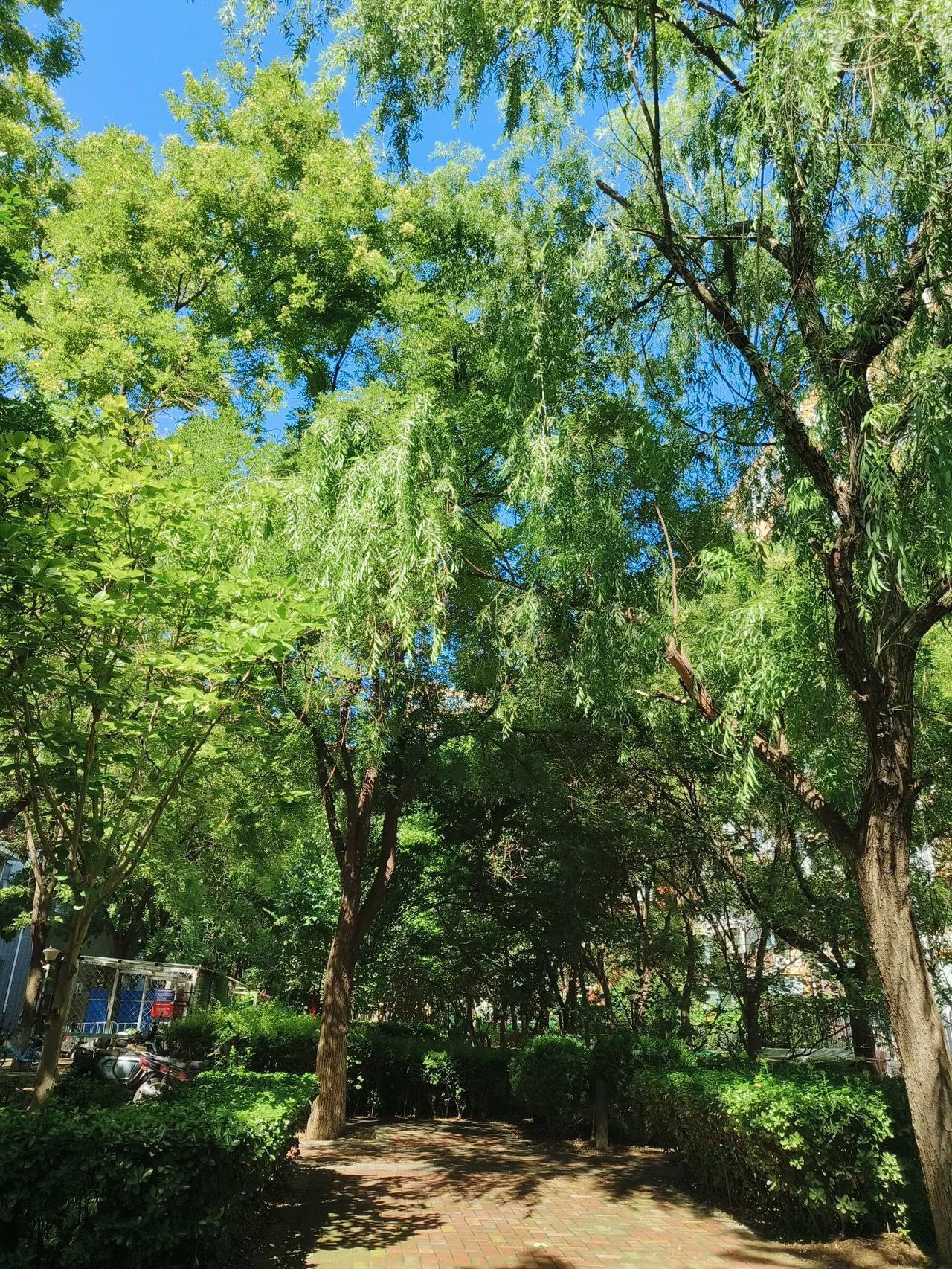 雨后天晴的世界，
就像一场心灵的洗礼。
大雨过后
树木就像被洗了一场澡
心情一下
