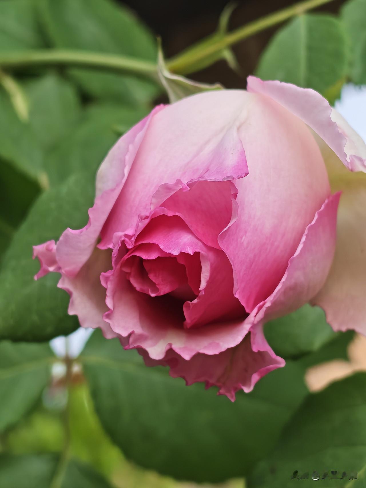 这是一种爬藤月季罗伊，已经栽植两年了，看重这个品种主要是它无刺，对欣赏者很友好，