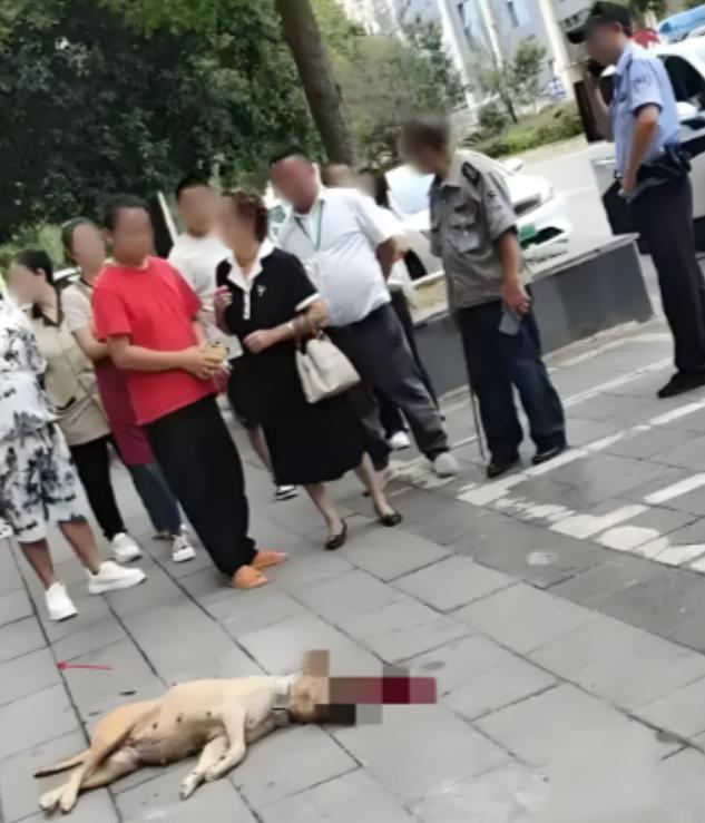 看得解气！大妈遛大型犬不牵绳，结果把路人咬了，当时男子一点没慌张，反手掐住狗，重