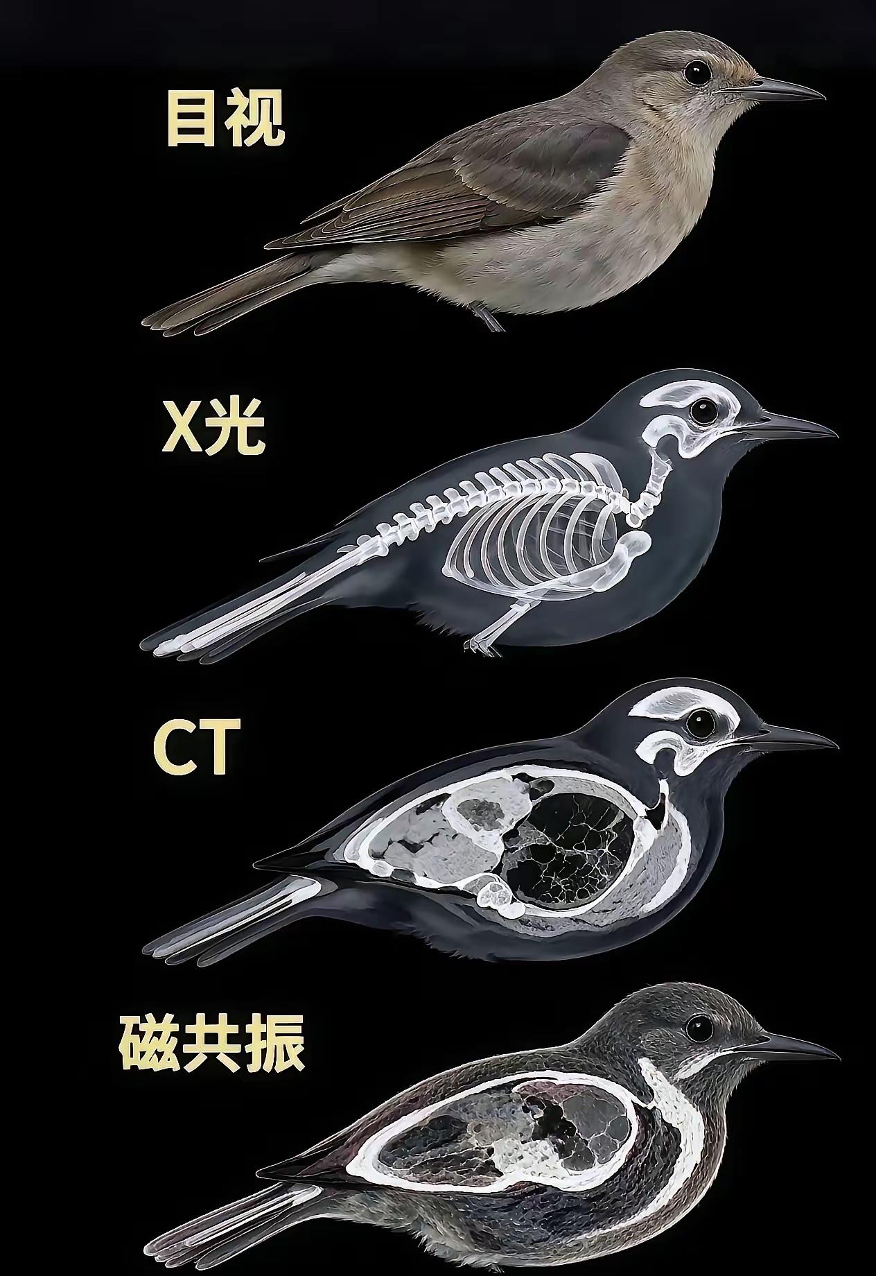 知道猴哥为什么不近女色了吧！