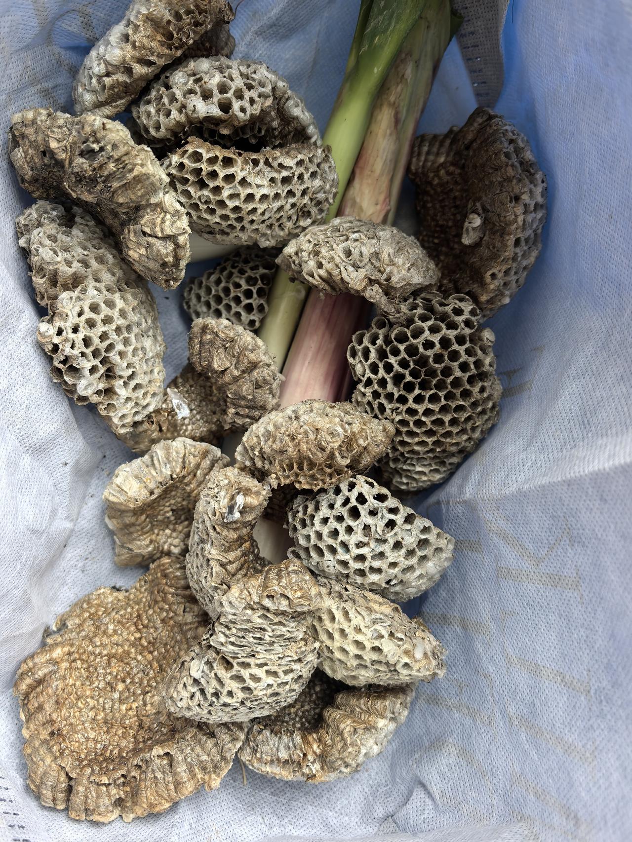 年过半百了不服老。就在刚才捅了小区里所有的马蜂窝。偶尔有几个蜜蜂无精打采的伏在蜂