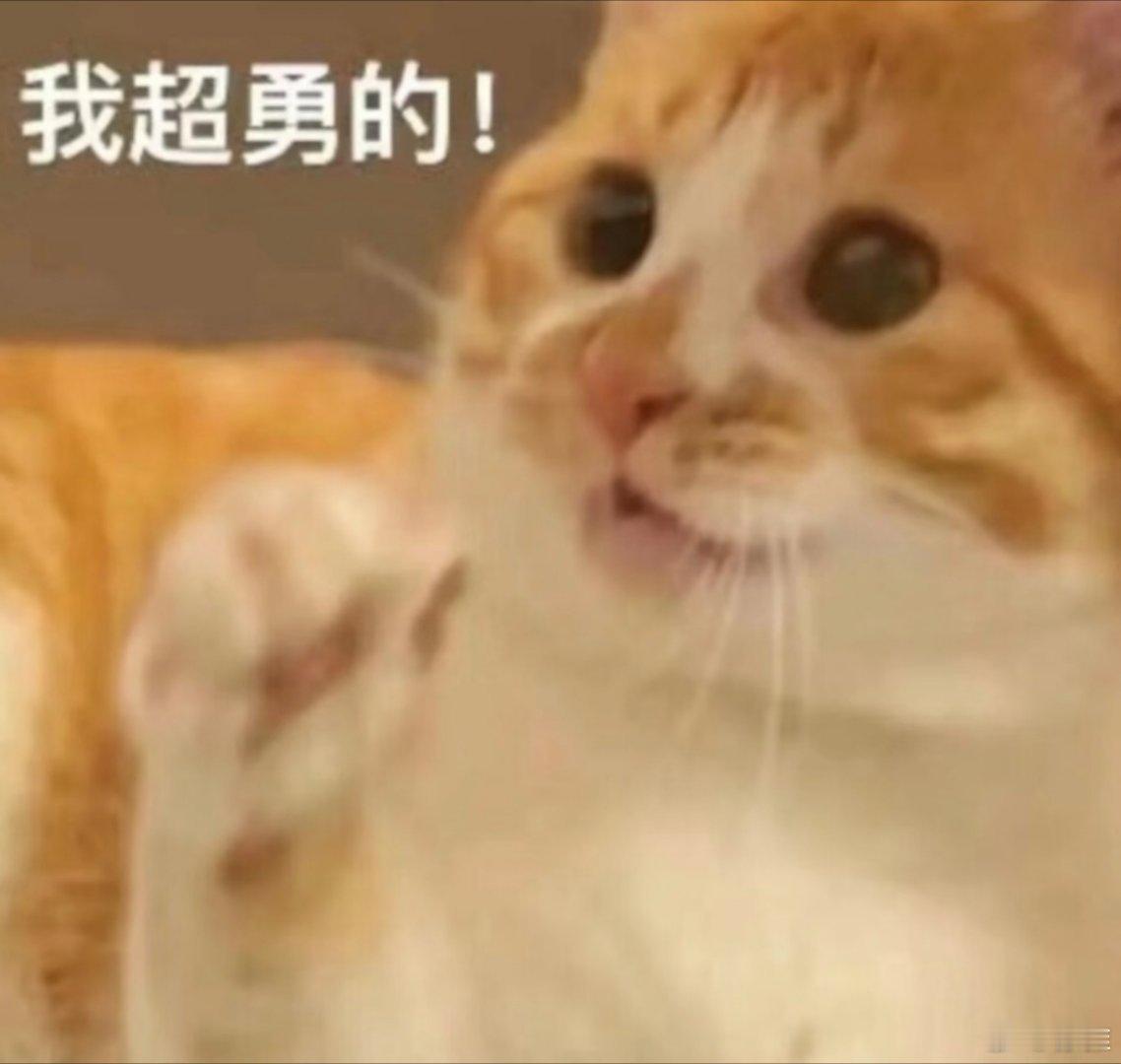 小猫表情包。 ​​​