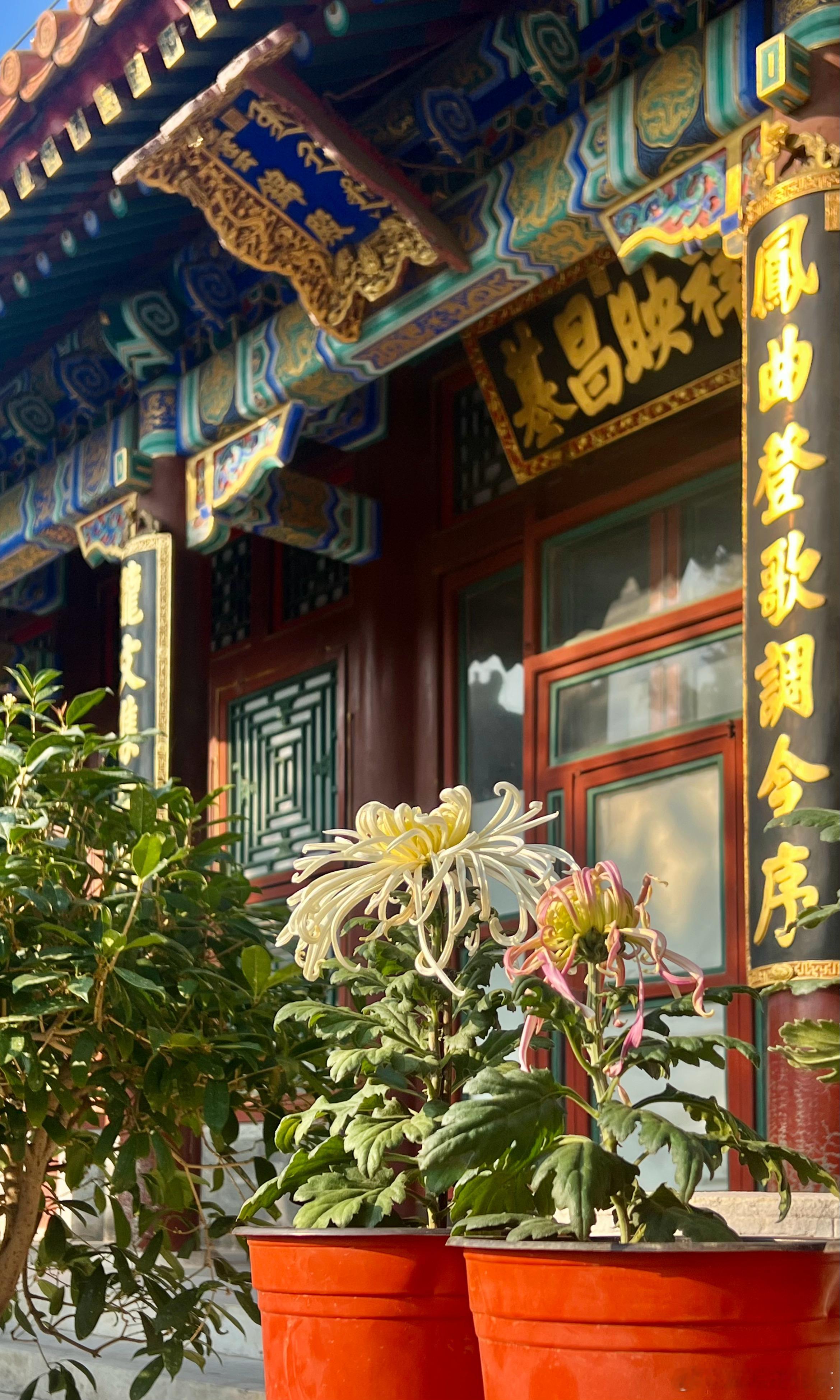 大美中国北京的秋色 佛香阁 菊花开打卡美丽的中国超话 北京·颐和园