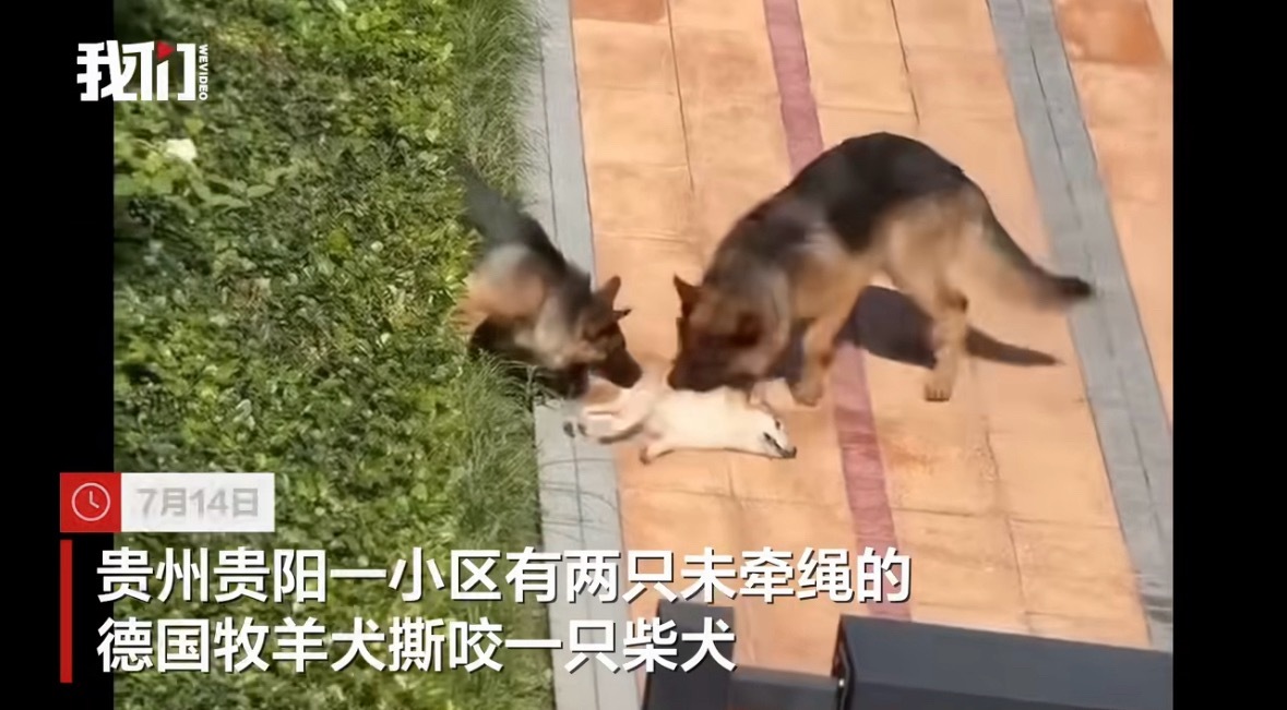 贵阳一小区两只未牵绳德牧咬死柴犬两只未牵绳的德牧咬死一只未拴绳的柴犬。抵制虐杀动