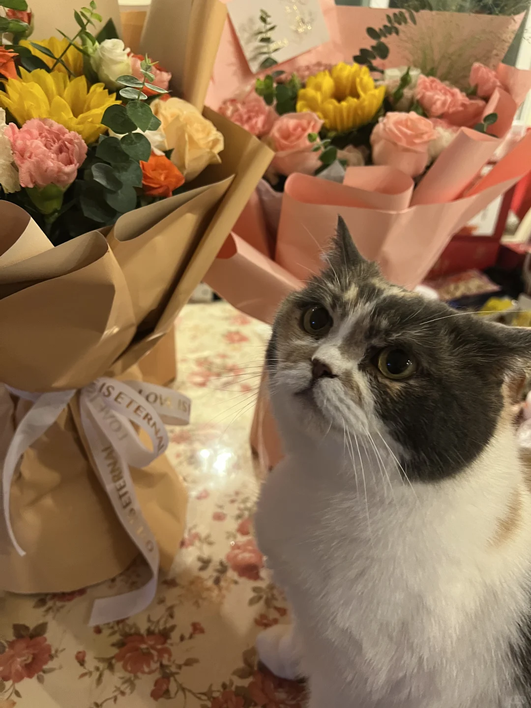 喜欢花花的三花猫猫