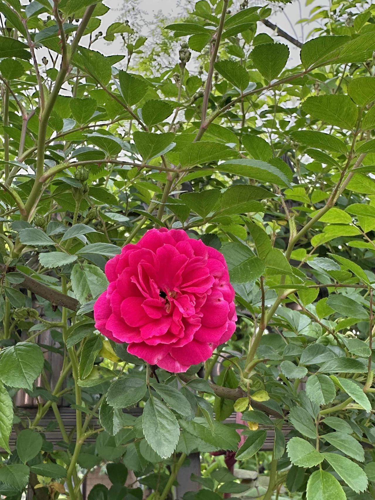 红花继木还正在开放，这边又有花儿在等待开了。真是万紫千红春满园！从二月现在到四月