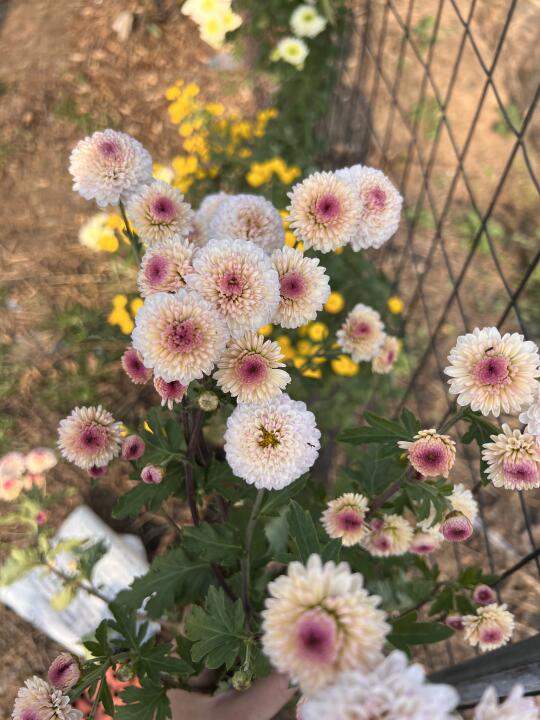 看了我的菊花存图，又想买了
