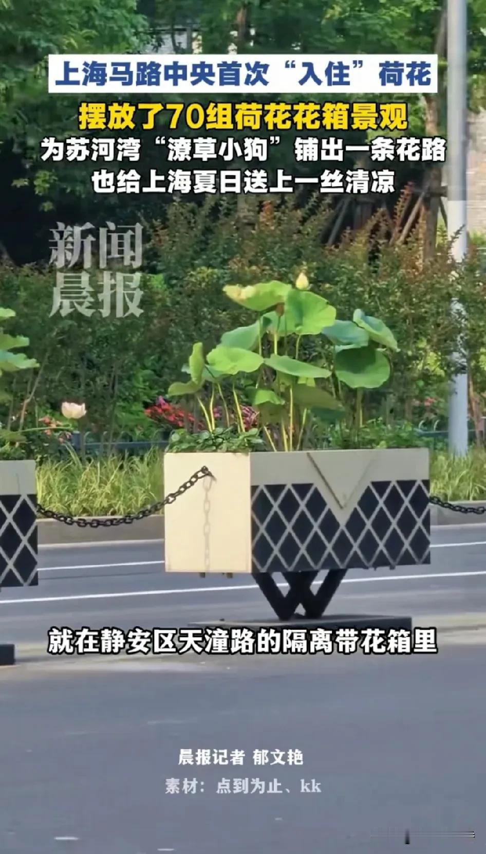 上海马路中央居然“入住”荷花啦，这操作太绝了！正值第十三届上海荷花睡莲展，古猗园