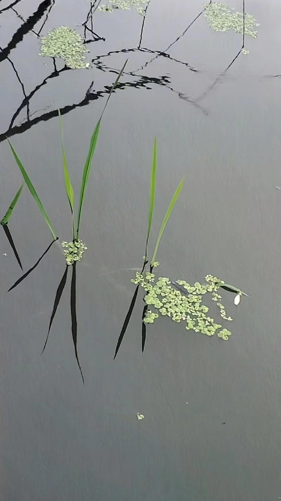 新绿出水，天然之姿，续就风华正茂。枯枝倒影，借青萍之色，偷半尺春光。一方野水边，