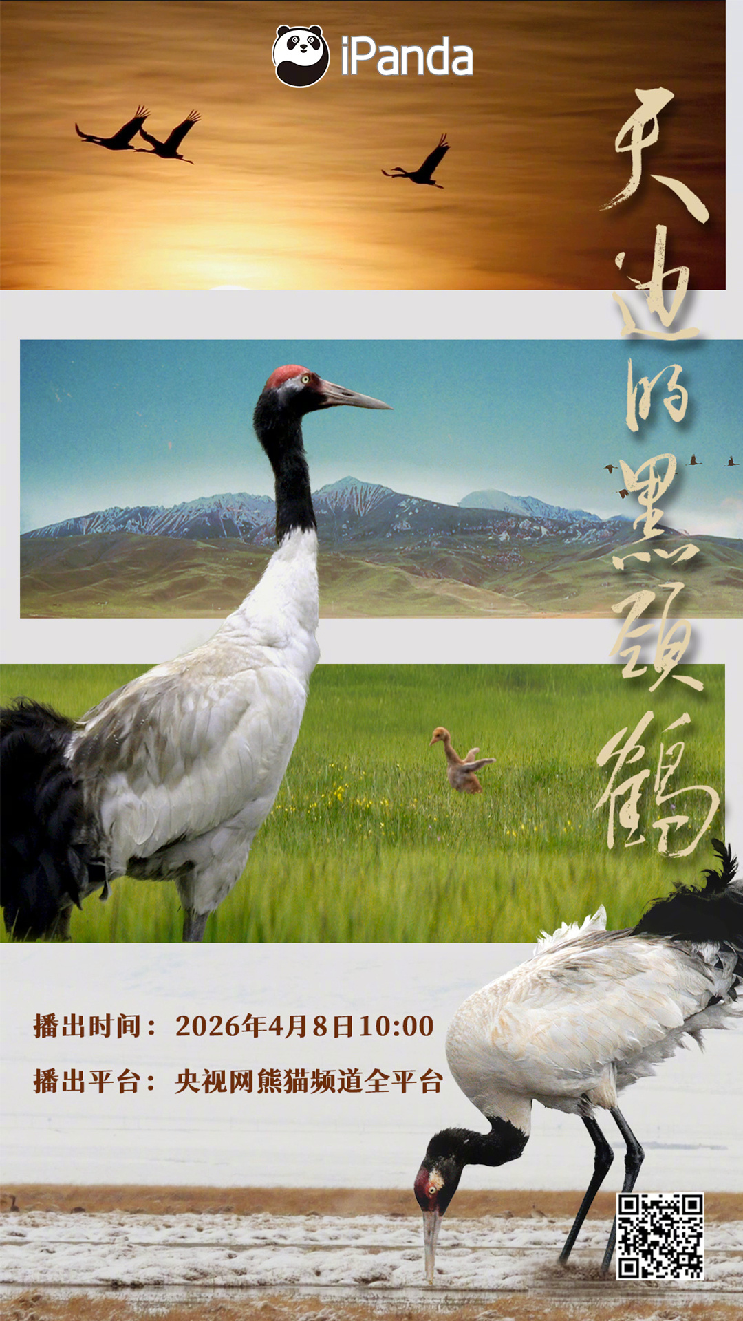 【播出预告：邀您观影！纪录电影天边的黑颈鹤 上线】十年守望，一朝相逢。从四川若尔