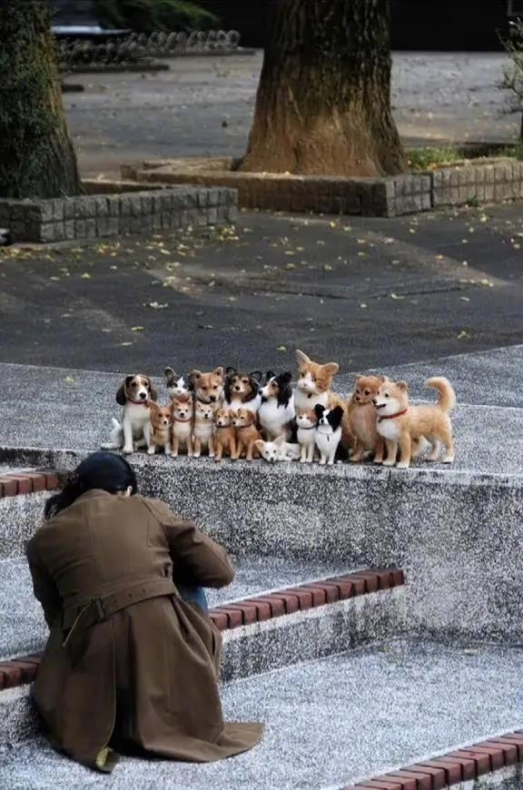 为了和狗狗们合照，猫咪竖起了耳朵，太配合了吧，好可爱[笑]