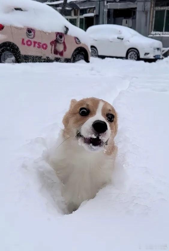 抵京，回来玩雪了！✌️ 