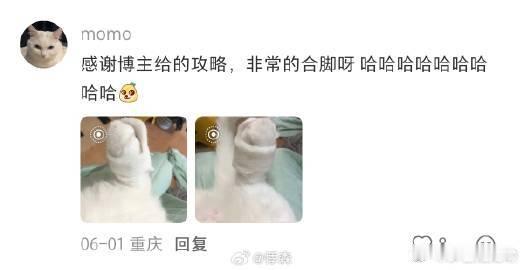 一下子跟掉毛的小猫和解了 铲屎官的创意真的让人佩服，将日常清理出来的猫毛变废为宝