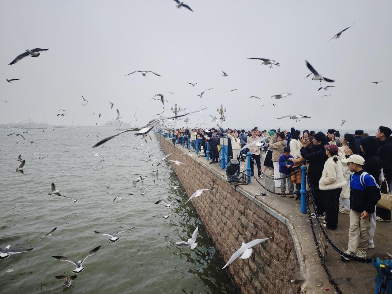 海鸥飞呀飞～人与鸥同乐，栈桥的游人和海鸥一样多[玫瑰][玫瑰][玫瑰]