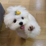 什蜜妮