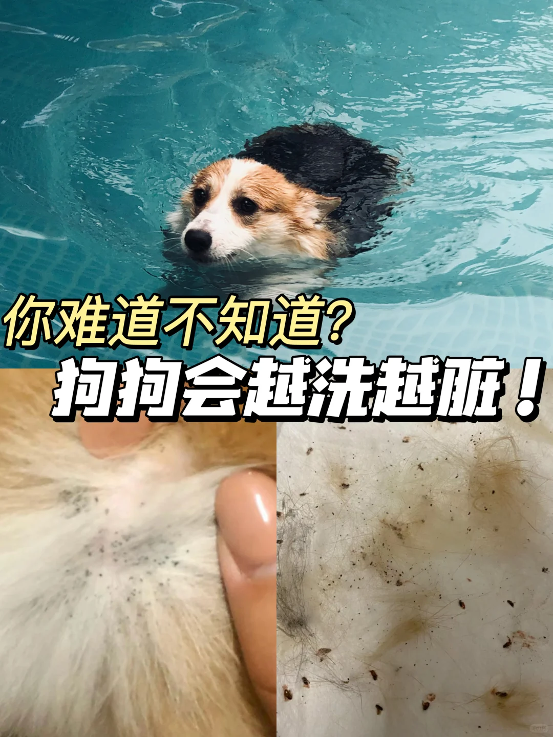 别再错了！狗狗身上有虫洗澡是没用的！！