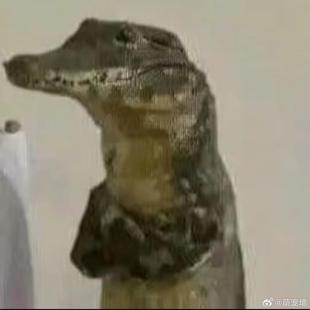 存了一堆鳄鱼怪图 