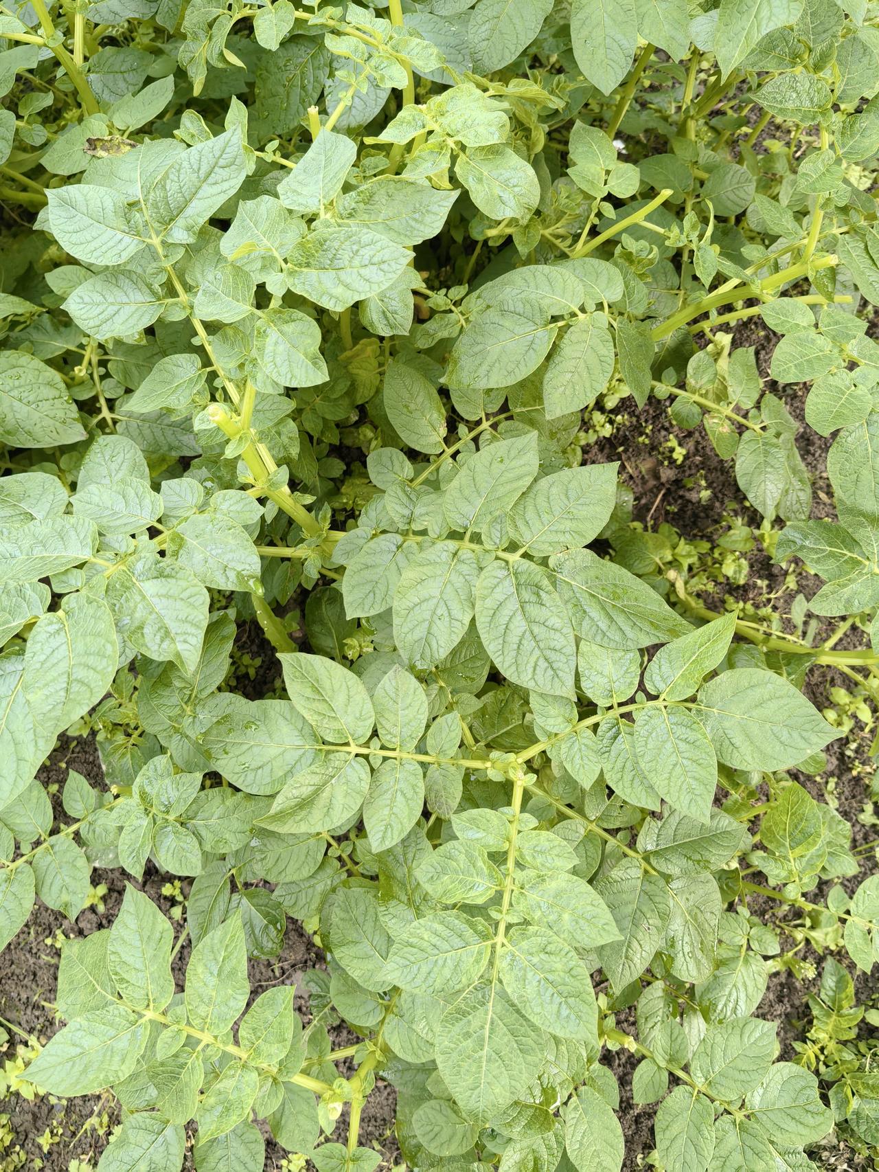 听说土豆要打顶，是真的吗？

有视频说，土豆长在地下，是地下茎膨大的果实。如果地