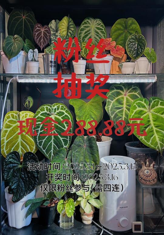 3月份宠粉福利！现金红包等你来