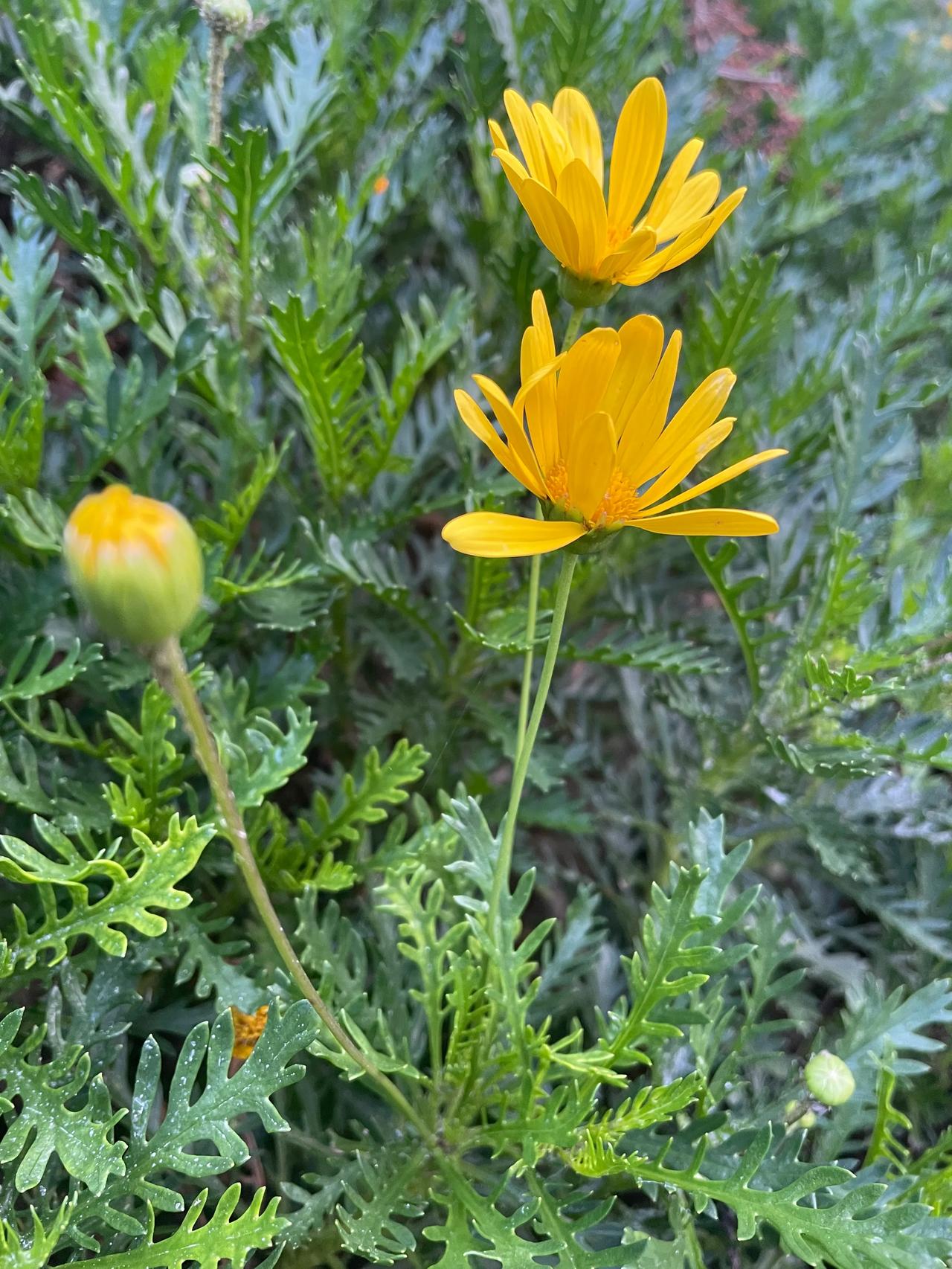 #分享你手机中的花花草草#
