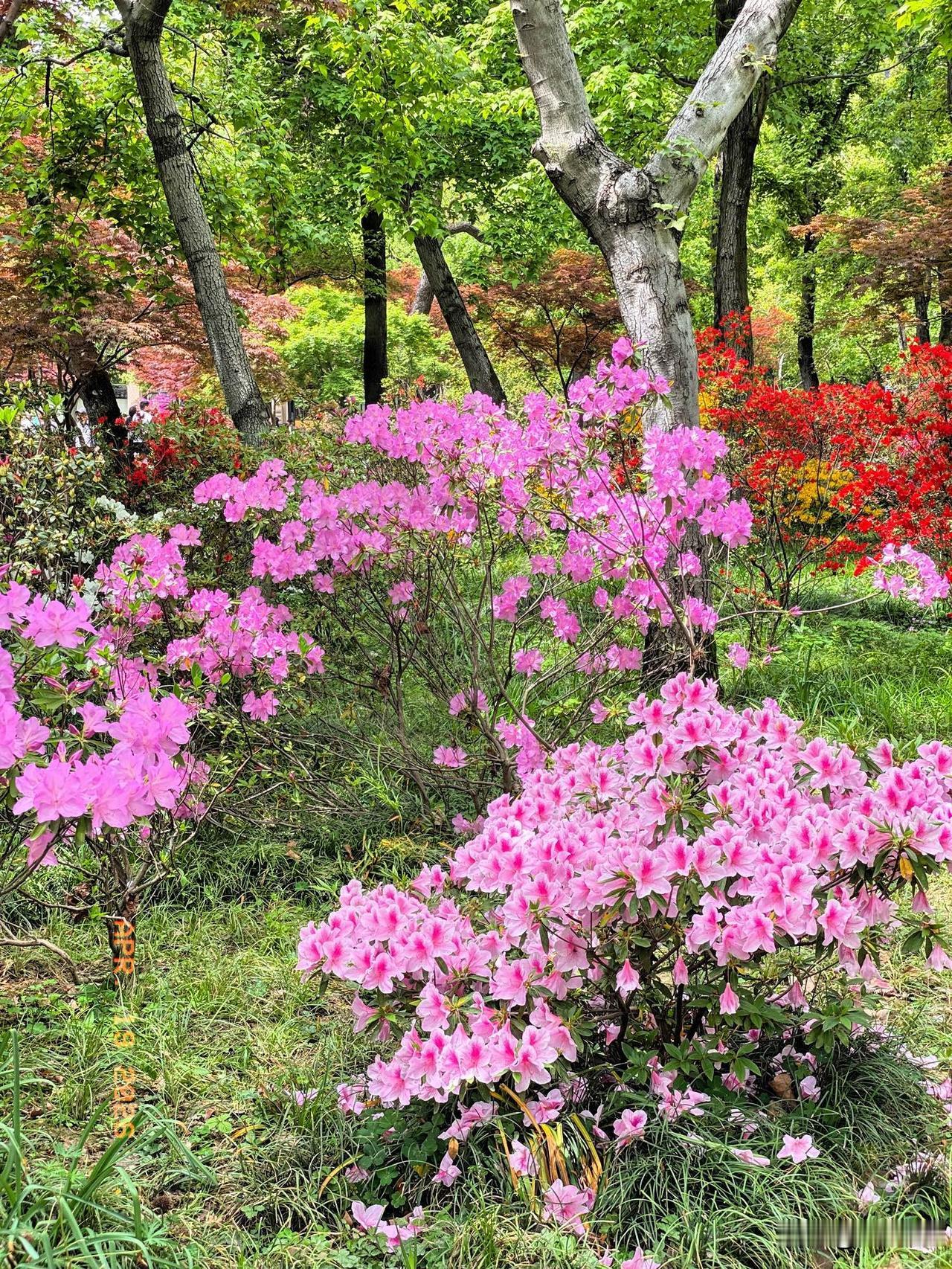 周六我到苏州天平山赏杜鹃，简直是一场视觉盛宴！今年是天平山第十八届杜鹃花展，从4
