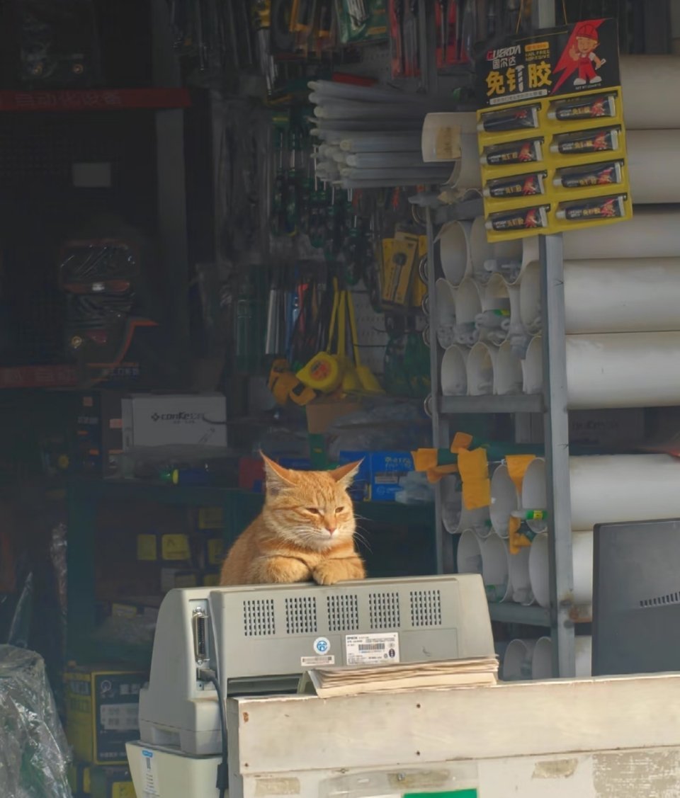 猫猫的班味好浓啊 