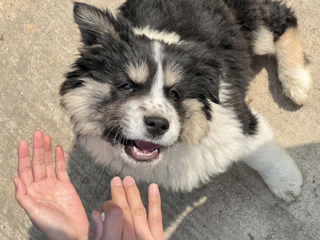 武汉萌萌哒小狗领养边牧串串