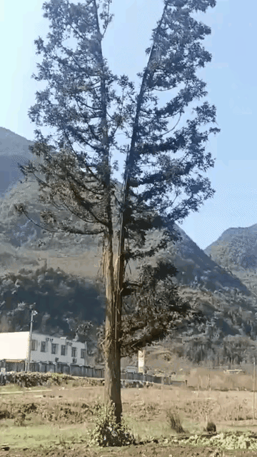 雷劈树照样活，雷劈人活不成。不是所有的生命力都很强大。