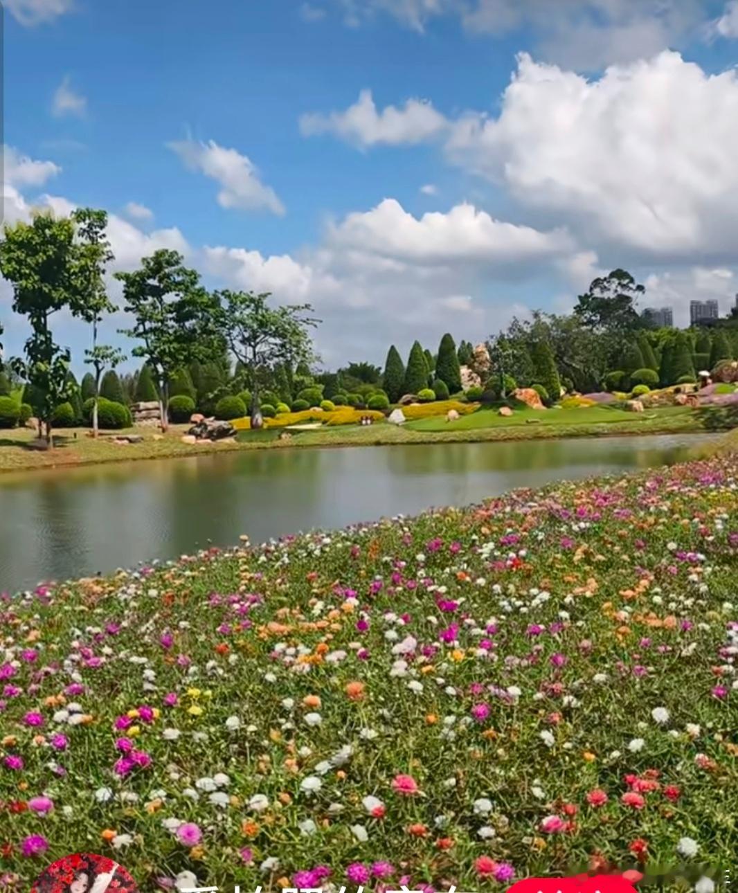 驴友🌸🌱🌼 下班的路上…看到绿花带的太阳光🌸🌼它总是面向阳光🌞用它那