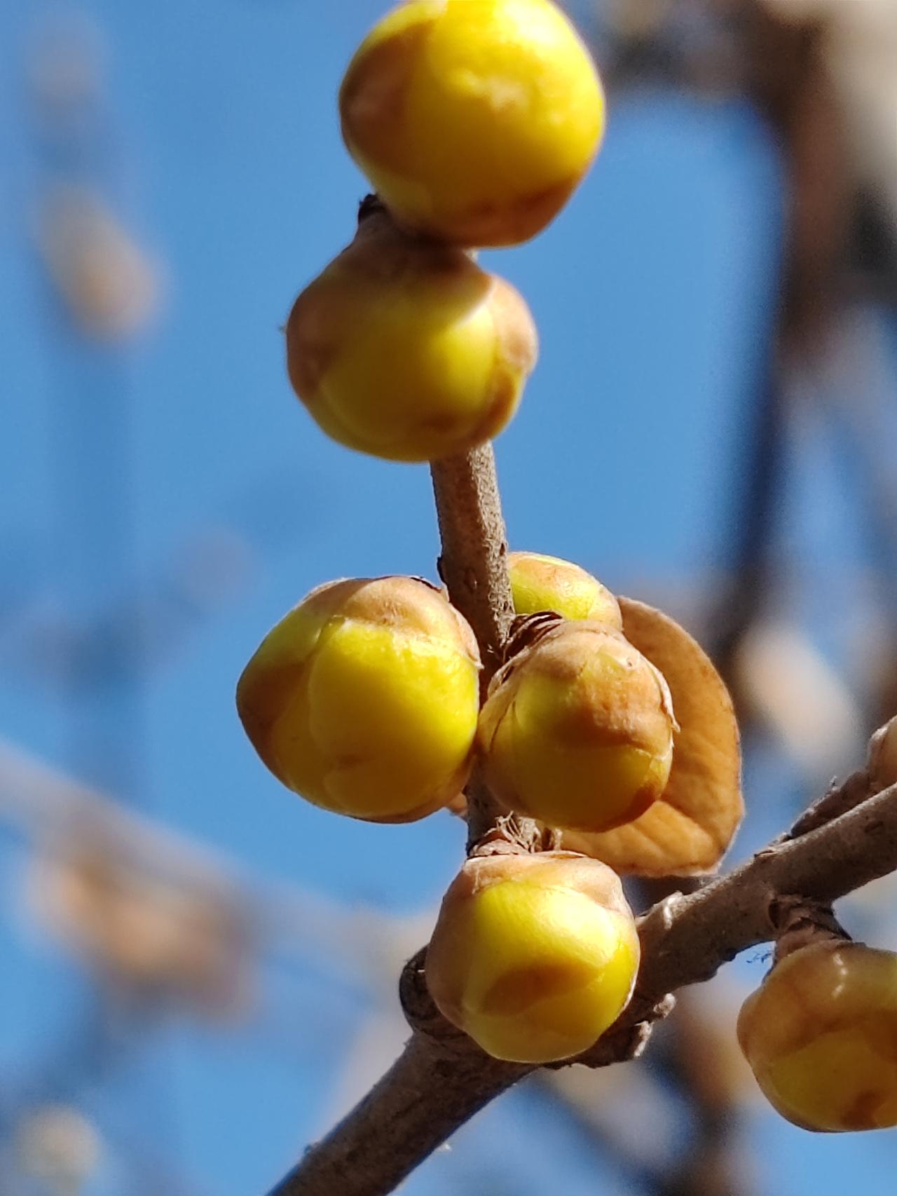晒图笔记大赛春赏梅景。