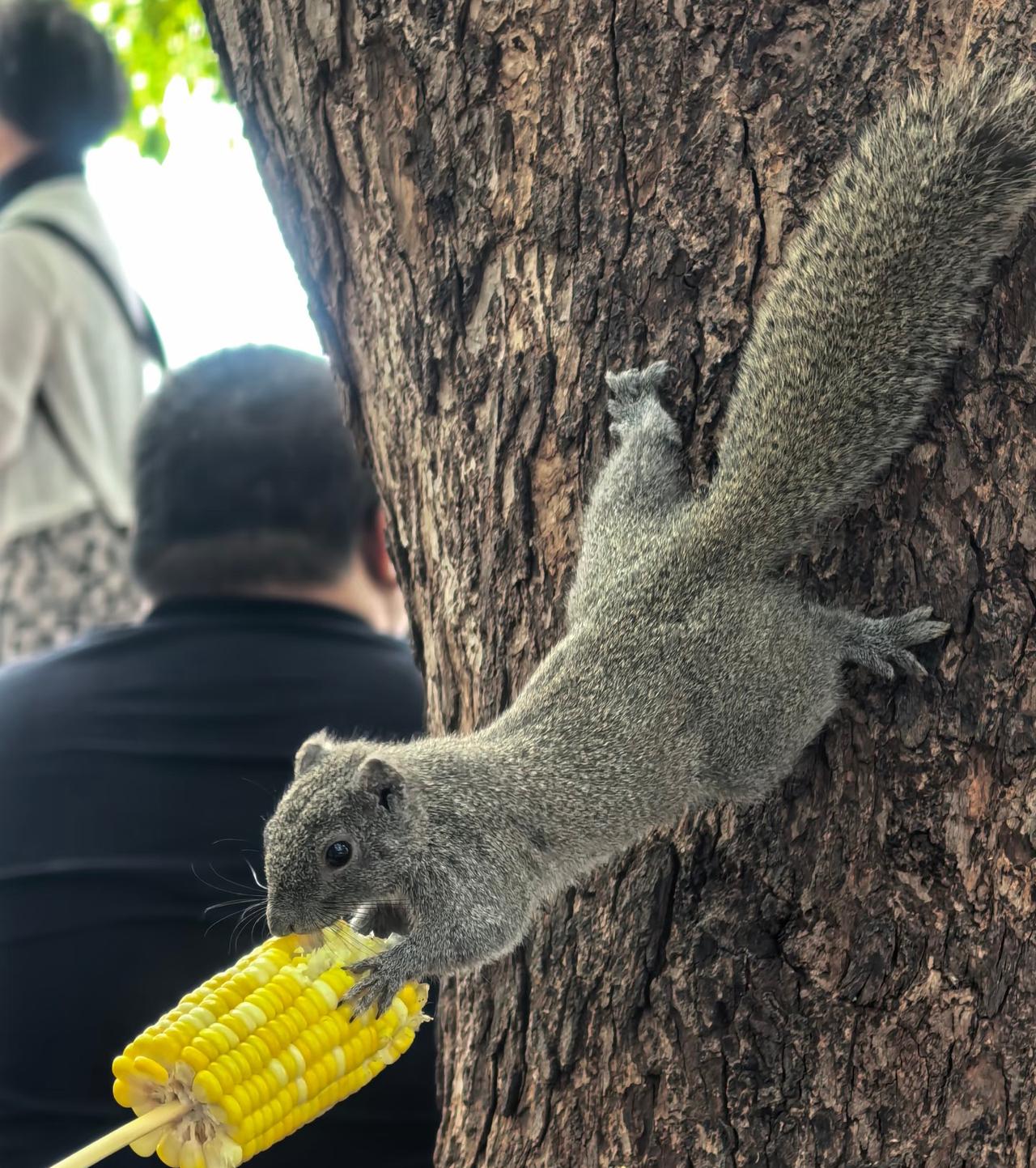 西湖边的小松鼠是真不怕人呀！
不知道是不是每天见太多人的原因，
感觉西湖边松鼠完