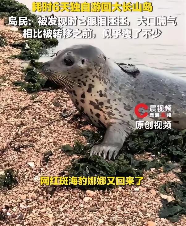 有一种扶老奶奶过马路的感觉：大连那只亲人的斑海豹娜娜又游回来了，当地居民说它被发