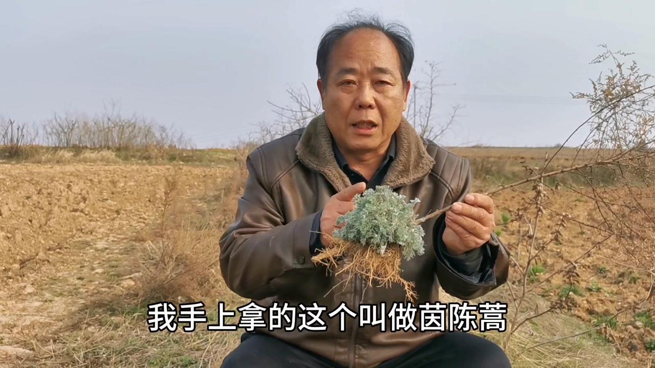 🍃正月找到它=找到黄金！这农村里的宝贝野菜，城里人想吃都难～

1️⃣认识茵陈