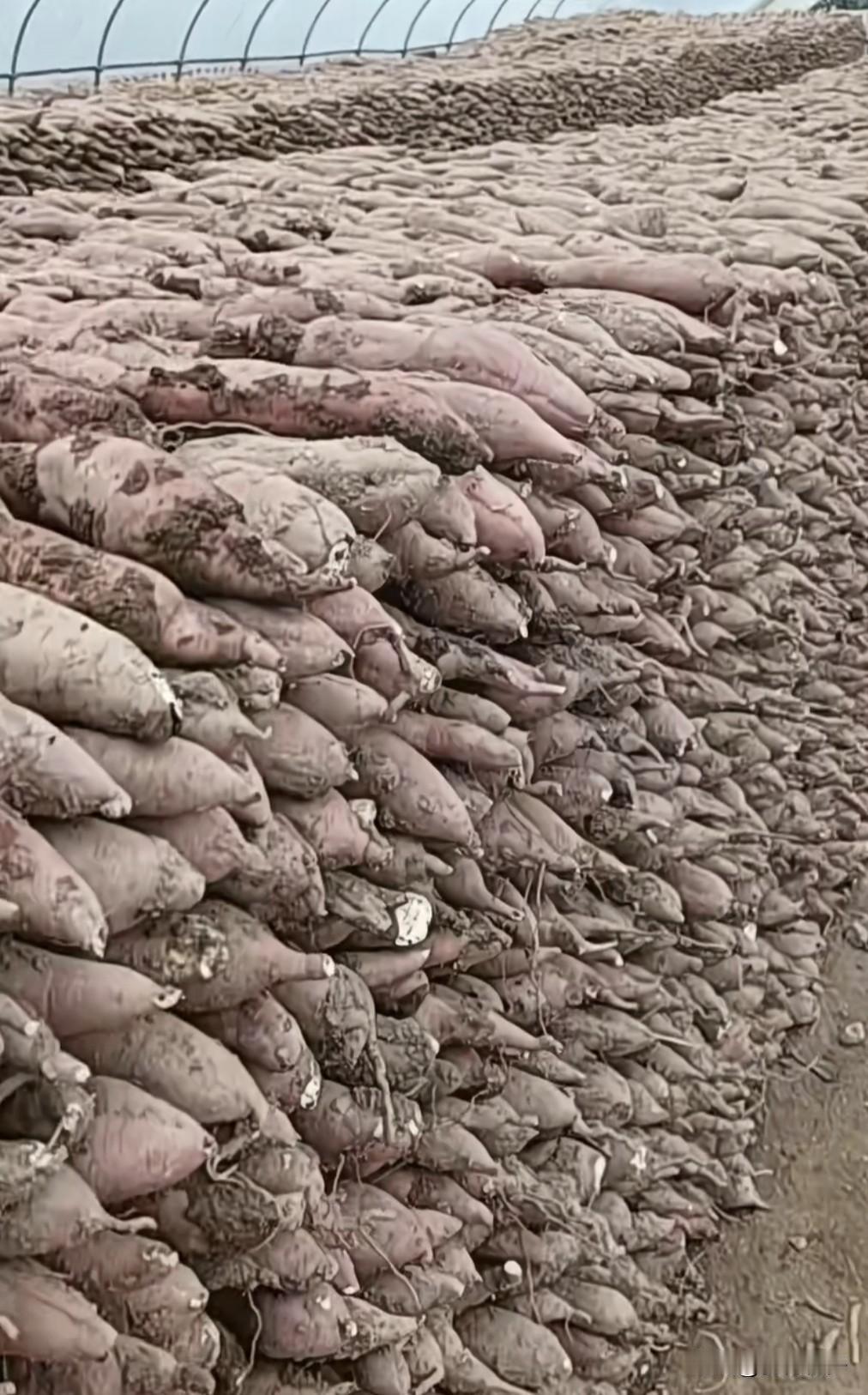 陕西武功县老家人红薯大丰收，霜降过了，挖红薯了，一个塑料大棚里整整齐齐垒着两排半